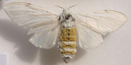 Euproctis perixesta